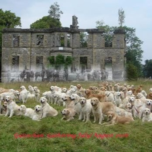 Syncopated Spring Dogs