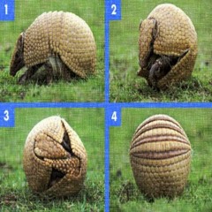 Armadillo Escape Plan