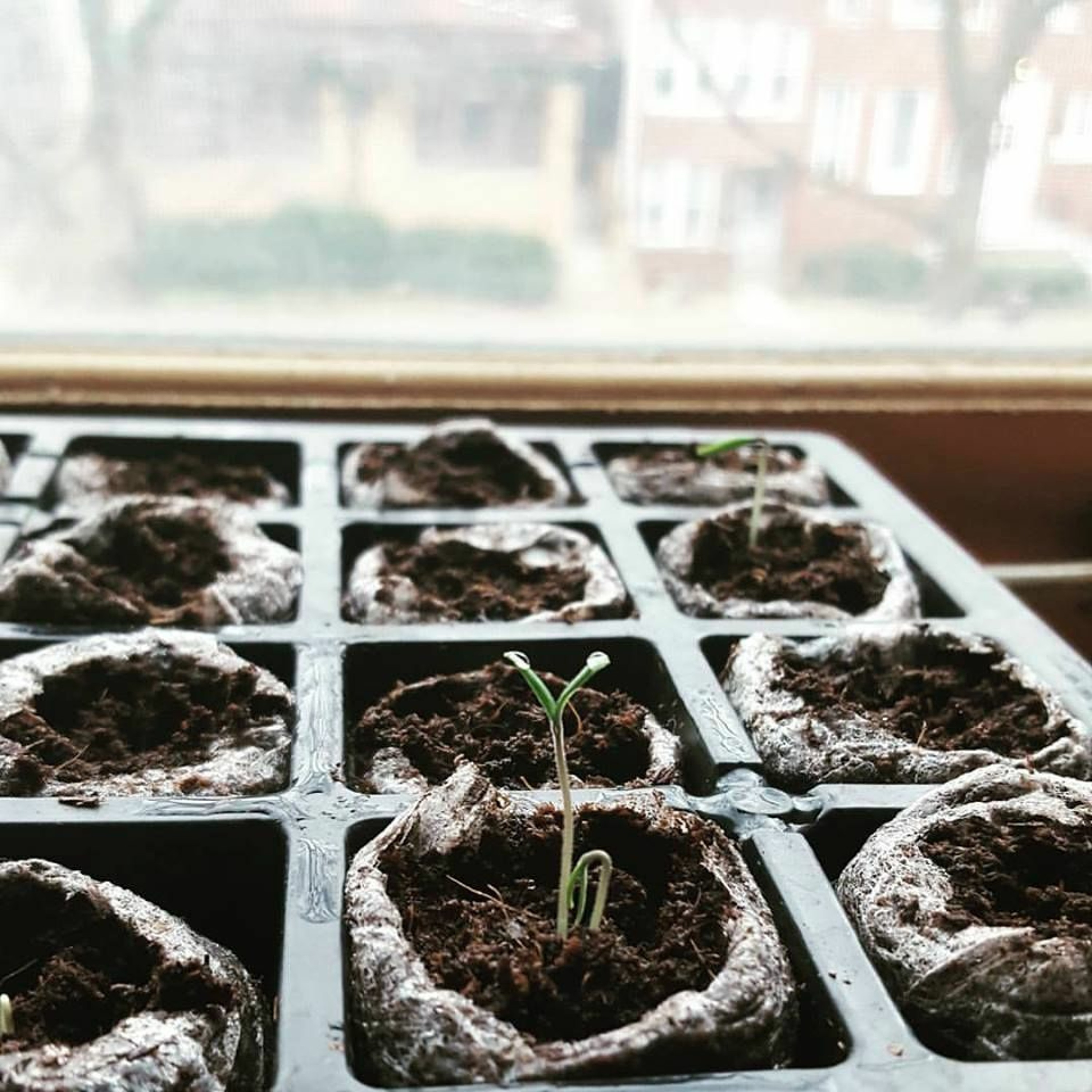 LETS GET OUR GARDEN ON episode artwork