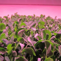 Grow Bristol Interview