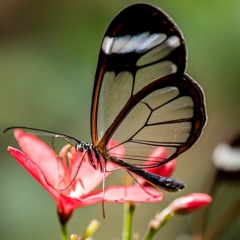 Le papillon se débarrassa de sa chrysalide et s'envola ...fragile, mais enfin libre!