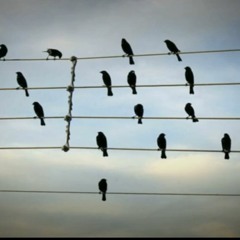 Birds Of A Feather (rough)