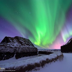 Autumn Tree - Aurora Borealis