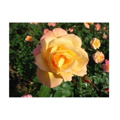 BABY BLUE(original ver.)