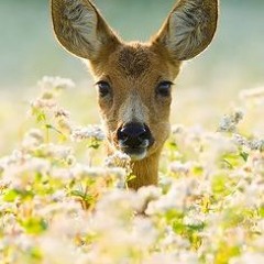 AJ - One Hour In March