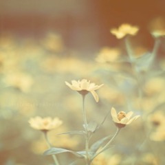 Misty - Andie Isalie (cover Audio)