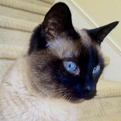 Meow Mix