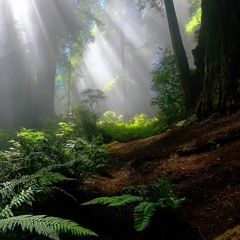 Patchy Forest (Instrumental Snippet)