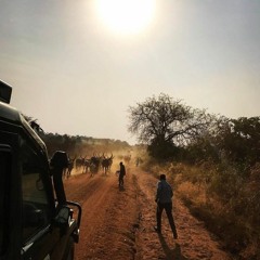 Chasing Africa