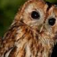 Tawny Owl. Crieff March 2017