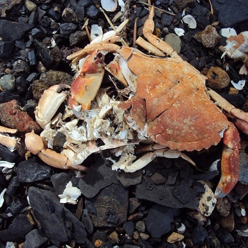 Stream Smashed Crabs by Tryptich Listen online for free on