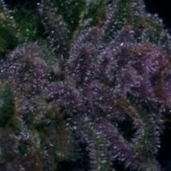 Midnight Kush