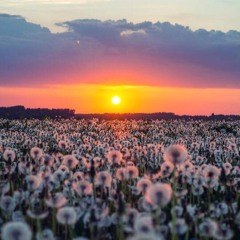 A Joyride in a Flower Meadow