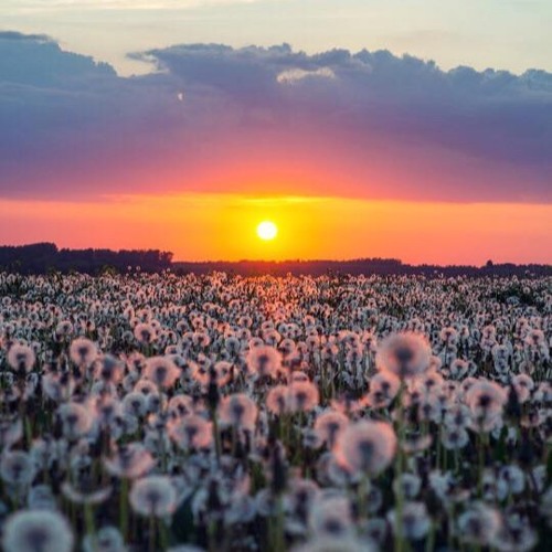 A Joyride in a Flower Meadow