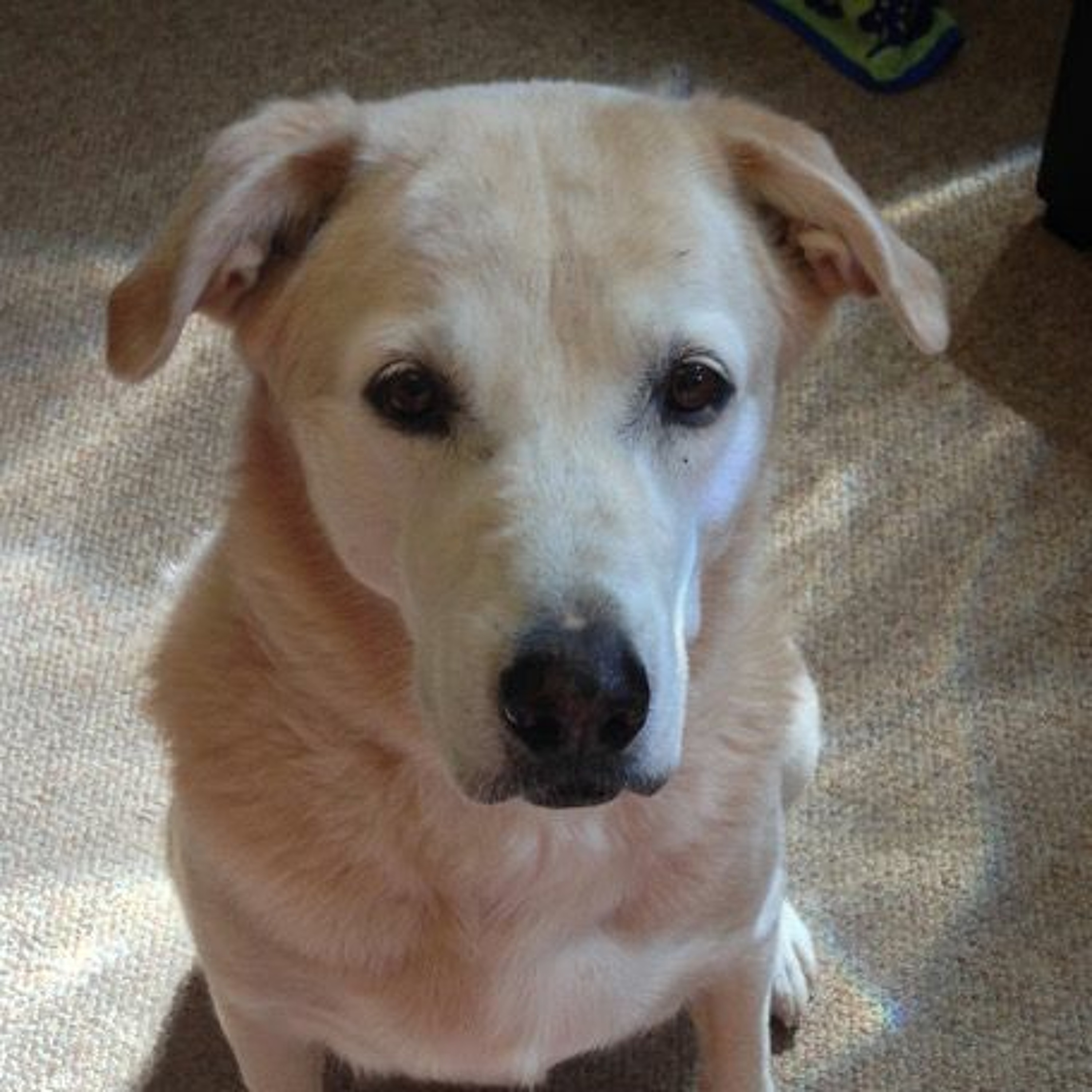 Seed Story Broadcasts