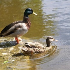 If You Don't Come Here I'll