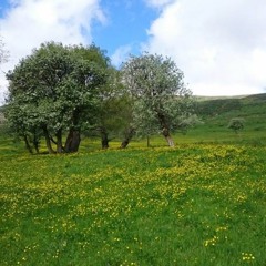 Pervîn Çakar - Ruhê Min Teyr E