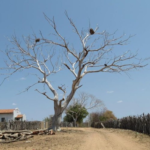 Disbandaia - Xaxá e Adauto Fernandes
