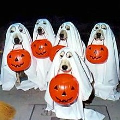 Matt Jones vs. The Ethereal Guardian Dogs (7/11 Chicken Terriyaki)