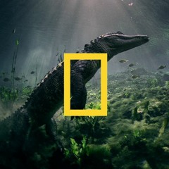 National Geographics - Introduction EVERGLADES