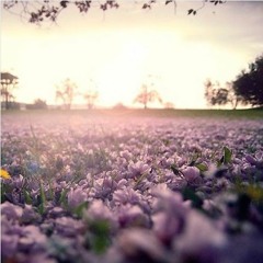 يأتي إليك المستجير ماشياً - وأنت يا ذَا الجود تأتي