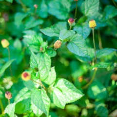 Podcast: Herbal Care for Teeth and Gums