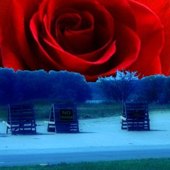 Drew A Rose From The Corner