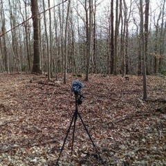 Spring has arrived near cologne | 12 03 2017
