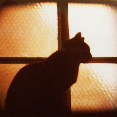 Morphable - Black Cat