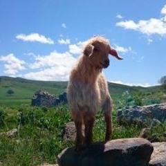 Mehmet Atlı - Strana Nîvçe