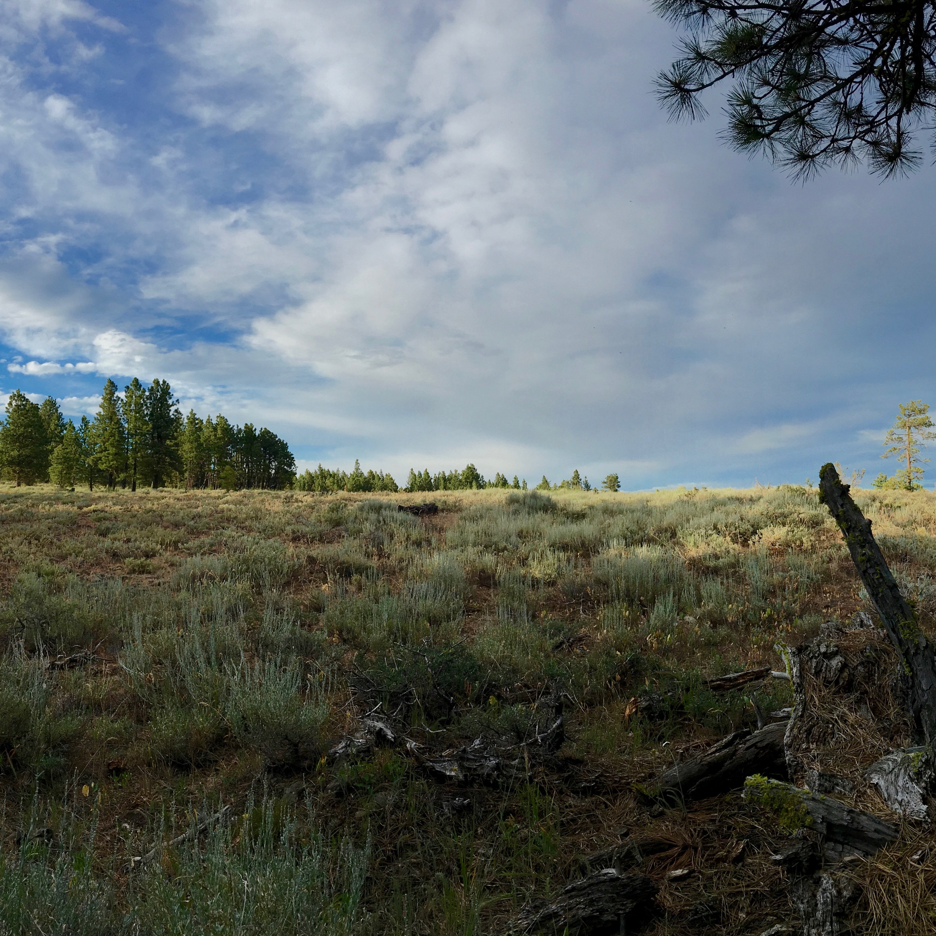 Northwest Soundscapes