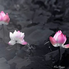 HOA NỞ HỮU TÌNH