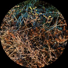 Simic - Discussion of Interests [SN002]