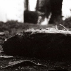 Quiscalus Mexicanus (excerpt) for Prix Ars Electronica