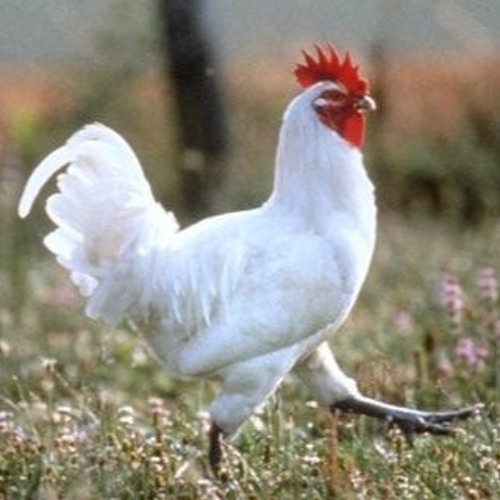 Stream The Chicken (Alfred James Ellis) by Fredmond Félix BERTRAND