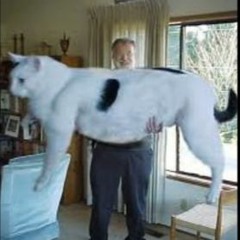 Le Plus Gros Chat du Monde (demo version)