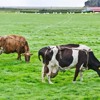 Há mesmo um surto de vaca louca em Niterói (RJ)?