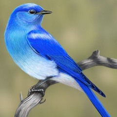 Blue Bird- Yung Hec Ft. Sir Jim, THC