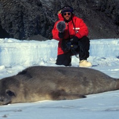 Douglas Quin - Weddell Seals (Underwater)