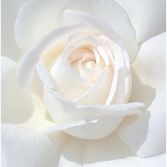 〖The Violation 004〗想念是白色★Thinking of white,2017