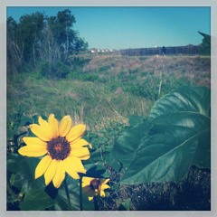 A Nickel, A Penny, A Dollar