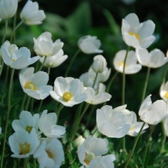 three snows on the robin's tail