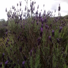 Mitski - Last Words of a Shooting Star