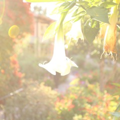 Yoga Nidra Meditation