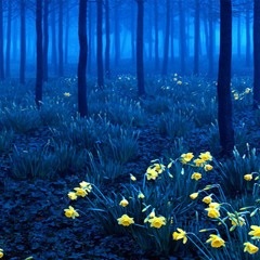 Psykelo " La Sauce Pique Man " WAV