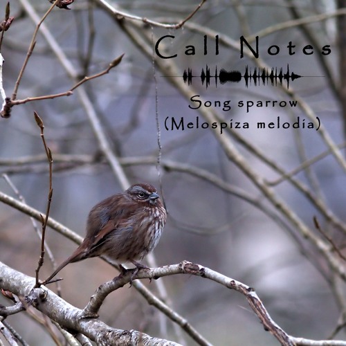 Stream Call Notes Episode 4 Song Sparrow By Gavia Immer Listen Online For Free On Soundcloud Stream Call Notes Episode 4 Song Sparrow By Gavia Immer Listen Online For Free On Soundcloud