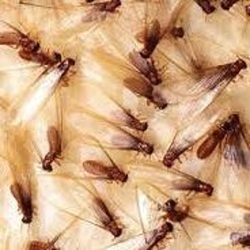 APerkin 1011 Flying Termites Crawling Up Window Mesh