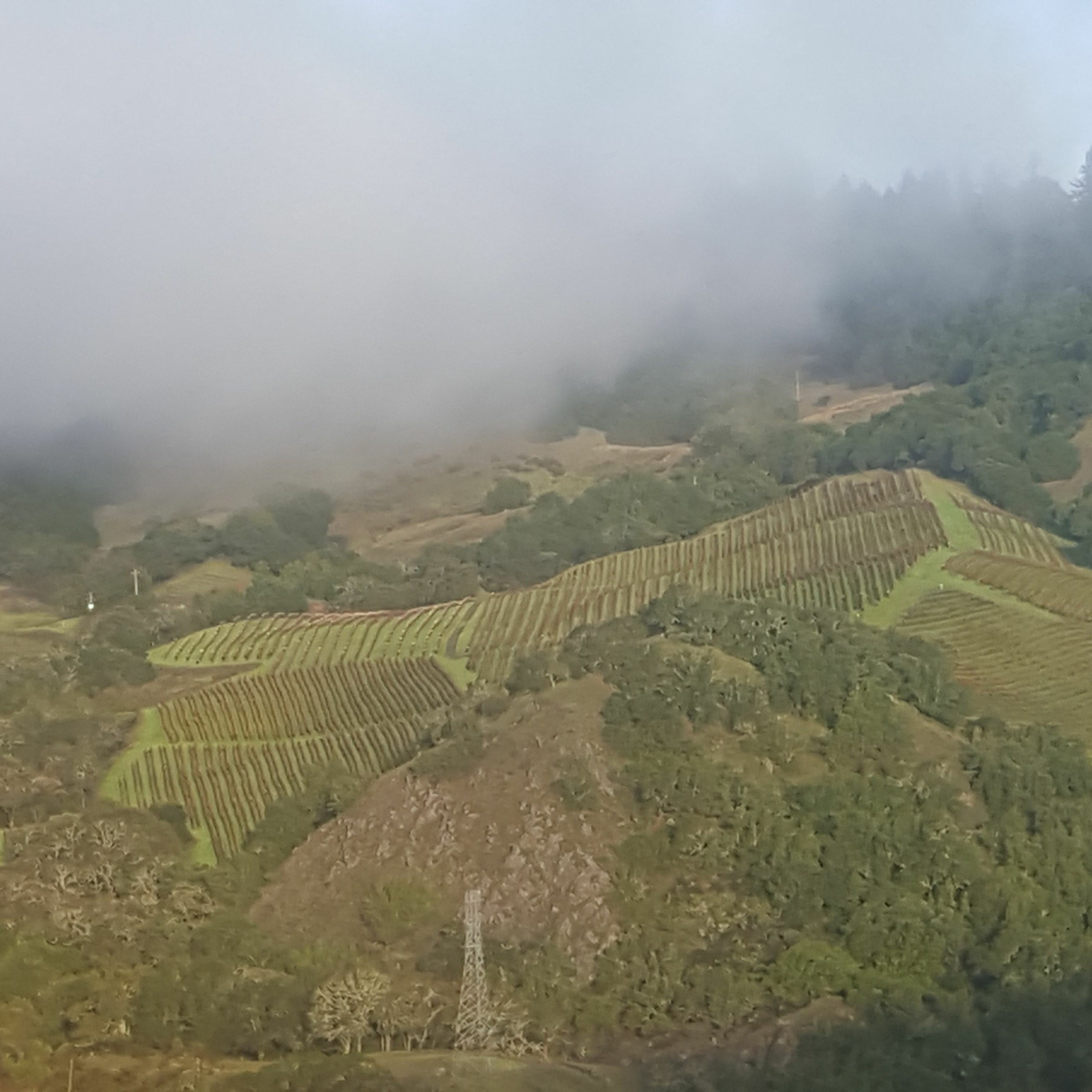 Wine Podcast: The Honest Pour with John Lenart