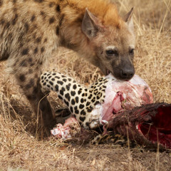 "Hyenas" Oway x H2O x lil Madd