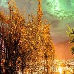Nature Sounds
